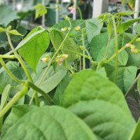 Dwarf Bush Bean Delinel (Phaseolus vulgaris) seeds