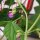 Dwarf Bush Bean Delinel (Phaseolus vulgaris) seeds