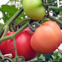 Tomato St. Pierre (Solanum lycopersicum)
