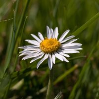 Lawn Daisy (Bellis perennis) seeds