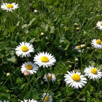 Lawn Daisy (Bellis perennis) seeds