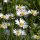 Lawn Daisy (Bellis perennis) seeds