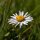 Lawn Daisy (Bellis perennis) seeds