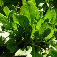 Garden Sorrel (Rumex acetosa) seeds