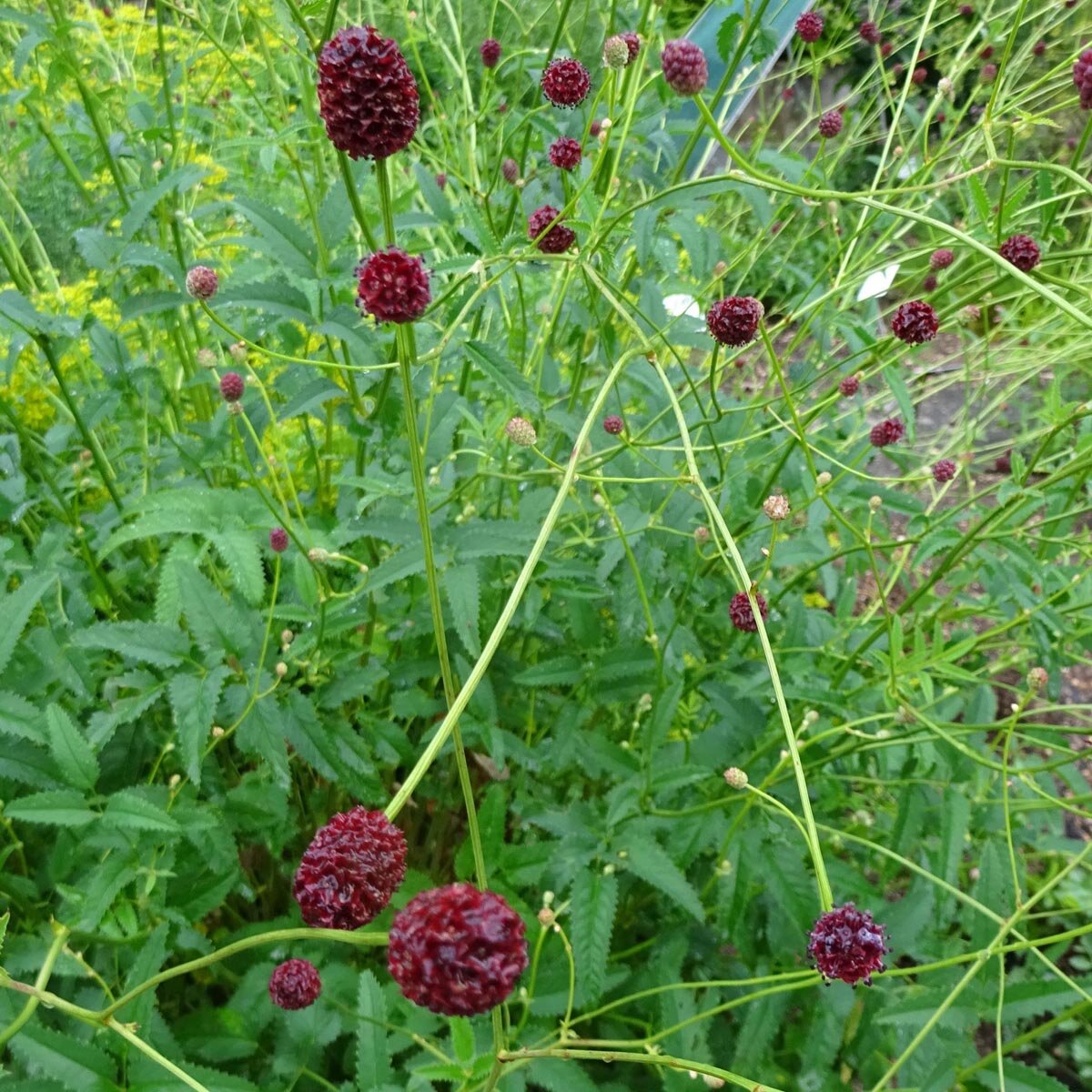 Great Burnet Sanguisorba Officinalis Seeds great-burnet-sanguisorba-officinalis-seeds