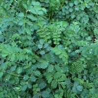 Great burnet (Sanguisorba officinalis) seeds