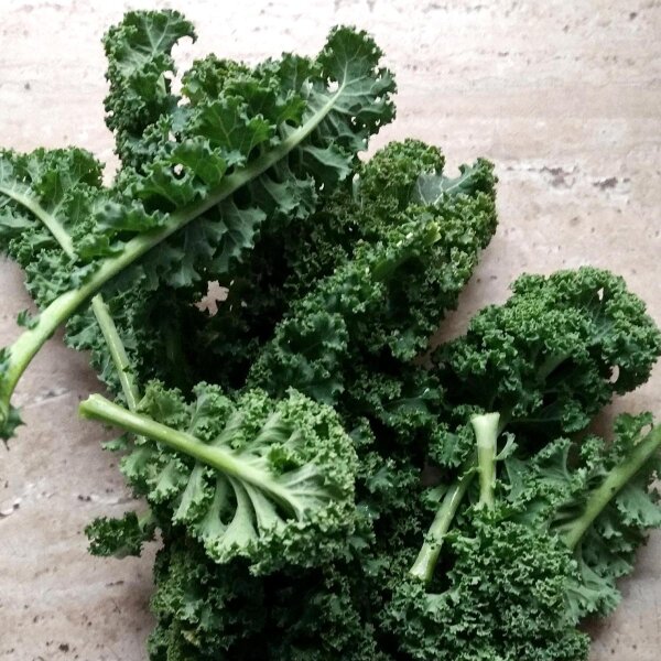 Larks Tongue Curly Kale Lerchenzungen (Brassica oleracea convar. acephala var. sabellica) seeds