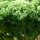 Larks Tongue Curly Kale Lerchenzungen (Brassica oleracea convar. acephala var. sabellica) seeds