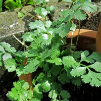 Flat-Leaved Chervil (Anthriscus cerefolium) seeds