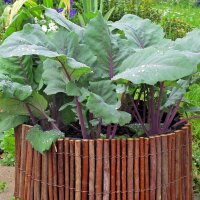 Purple Kohlrabi Blauer Delikatess (Brassica oleracea var....