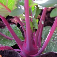 Purple Kohlrabi Blauer Delikatess (Brassica oleracea var. gongylodes) seeds