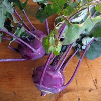 Purple Kohlrabi Blauer Delikatess (Brassica oleracea var....