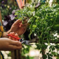Our Favourite Plants: Vegetables for Urban Gardeners (Organic) – Seed Kit Gift Box