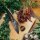 Our Favourite Plants: Kitchen Herbs & Spices for Flavour Enthusiasts (Organic) – Seed Kit Gift Box