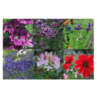 Our Favourite Plants: Annuals & Perennials for Flower Lovers (Organic) – Seed Kit