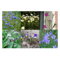 Our Favourite Plants: Wildflowers for Flower Lovers (Organic) – Seed Kit