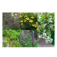 Our Favourite Plants: Kitchen Herbs & Spices for Flavour Enthusiasts (Organic) – Seed Kit