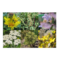 Our Favourite Plants: Medicinal Plants & Incense Herbs for Healers (Organic) – Seed Kit