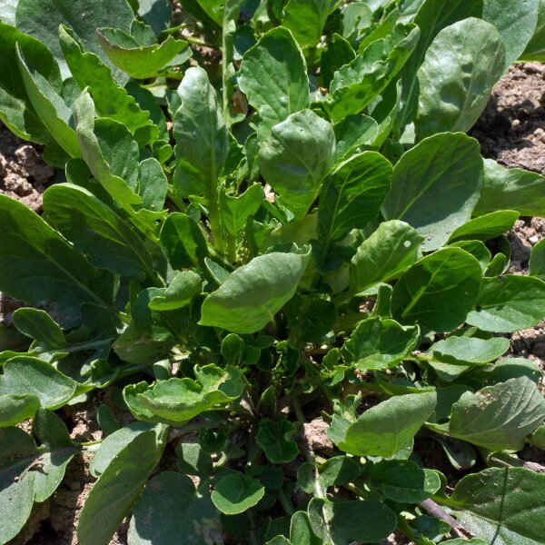 Winter Cress / Yellow Rocket (Barbarea vulgaris) seeds