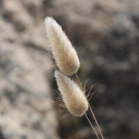 Hares Tail Grass / Bunnytail (Lagurus orvatus) seeds