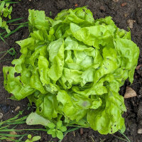 Lettuce Neckarriesen / Neckar Giant (Lactuca sativa) seeds