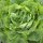 Lettuce Neckarriesen / Neckar Giant (Lactuca sativa) seeds