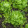 Lettuce Neckarriesen / Neckar Giant (Lactuca sativa) seeds