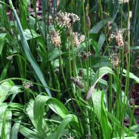 Buckhorn / Ribwort Plantain (Plantago lanceolata) organic seeds