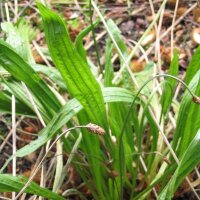 Buckhorn / Ribwort Plantain (Plantago lanceolata) organic...