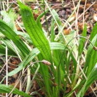 Buckhorn / Ribwort Plantain (Plantago lanceolata) organic seeds