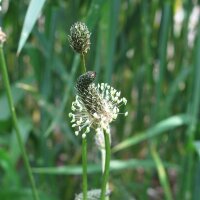 Buckhorn / Ribwort Plantain (Plantago lanceolata) organic seeds