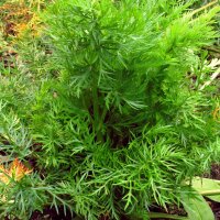 Caraway (Carum carvi) seeds