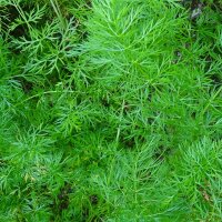 Caraway (Carum carvi) seeds