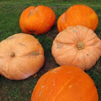 Pumpkin Gele Centenaar (Cucurbita maxima) seeds