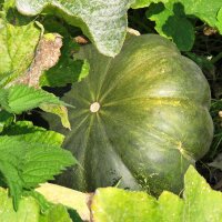 Pumpkin Musquée de Provence (Cucurbita moschata) seeds