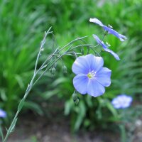 Linseed / Flax (Linum usitatissimum) seeds