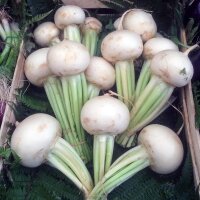 May turnip Platte Witte Mei (Brassica rapa subsp. rapa...