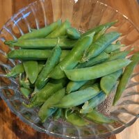 Wrinkled Pea Kelvedon Wonder (Pisum sativum L. convar....