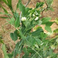 Wrinkled Pea Kelvedon Wonder (Pisum sativum L. convar....