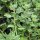 New Zealand Spinach/ Botany Bay Spinach (Tetragonia tetragonioides) seeds