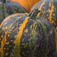 Styrian oil pumpkin Herakles (Cucurbita pepo var....