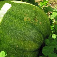 Styrian oil pumpkin Herakles (Cucurbita pepo var....