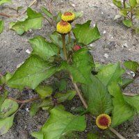 Paracress/ Jambú (Spilanthes oleracea) seeds