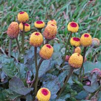 Paracress/ Jambú (Spilanthes oleracea) seeds