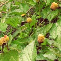 Paracress/ Jambú (Spilanthes oleracea) seeds