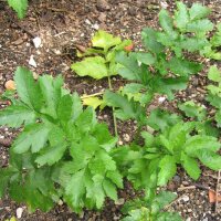 Parsnip Half-length (Pastinaca sativa) seeds