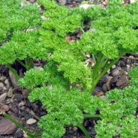 Curly leaf parsley (Petroselinum crispum) seeds