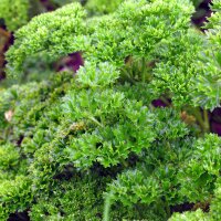 Curly leaf parsley (Petroselinum crispum)