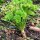 Curly leaf parsley (Petroselinum crispum) seeds