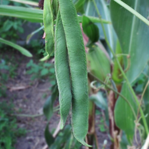 Runner Bean Prizewinner (Phaseolus coccineus) seeds